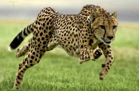   Gepard  -  5