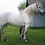 Highlandský pony