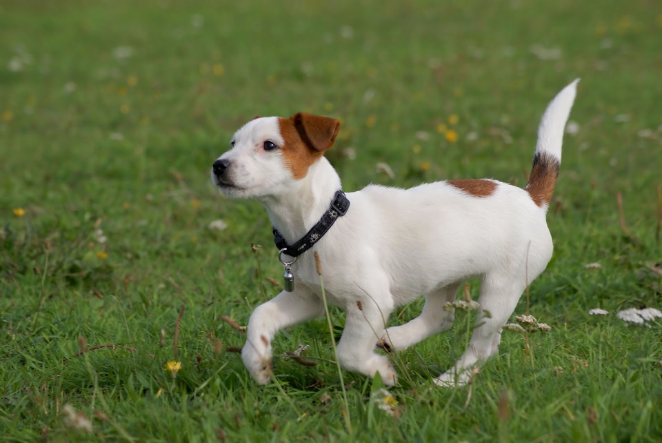 Jack Russell teriér (Jack Russell Terrier) ChovZvířat.cz
