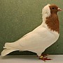 Jihoněmecký náprsenkový holub