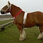 Jutský kůň