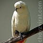 Kakadu filipínský