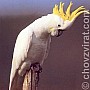 Kakadu žlutolící