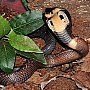 Kobra monoklová
