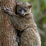 Lemur čilý
