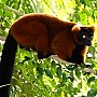 Lemur vari