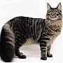 Mainská mývalí kočka – Maine Coon