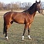 Malopolský kůň
