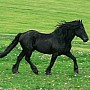Mérenský kůň