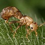 Mravenec bezkřídlý