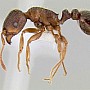 Mravenec drnový