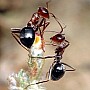 Mravenec medonoš
