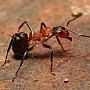 Mravenec pastvinný