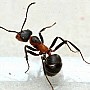 Mravenec travní