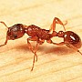 Mravenec žahavý