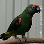Papoušek konžský