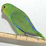 Papoušek modrohřbetý