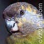 Papoušek niamský
