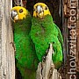 Papoušek žlutočelý