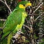 Papoušek žlutouchý