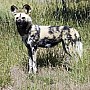 Pes hyenový