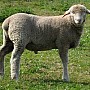 Švýcarská alpská ovce