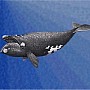 Velryba černá neboli biskajská