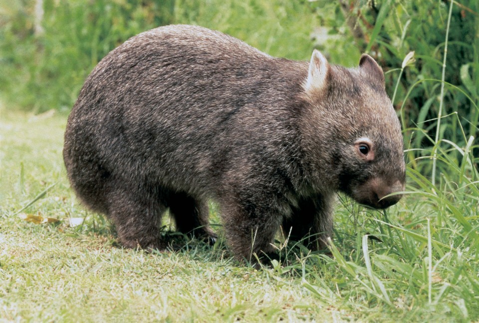 Wombat prodej