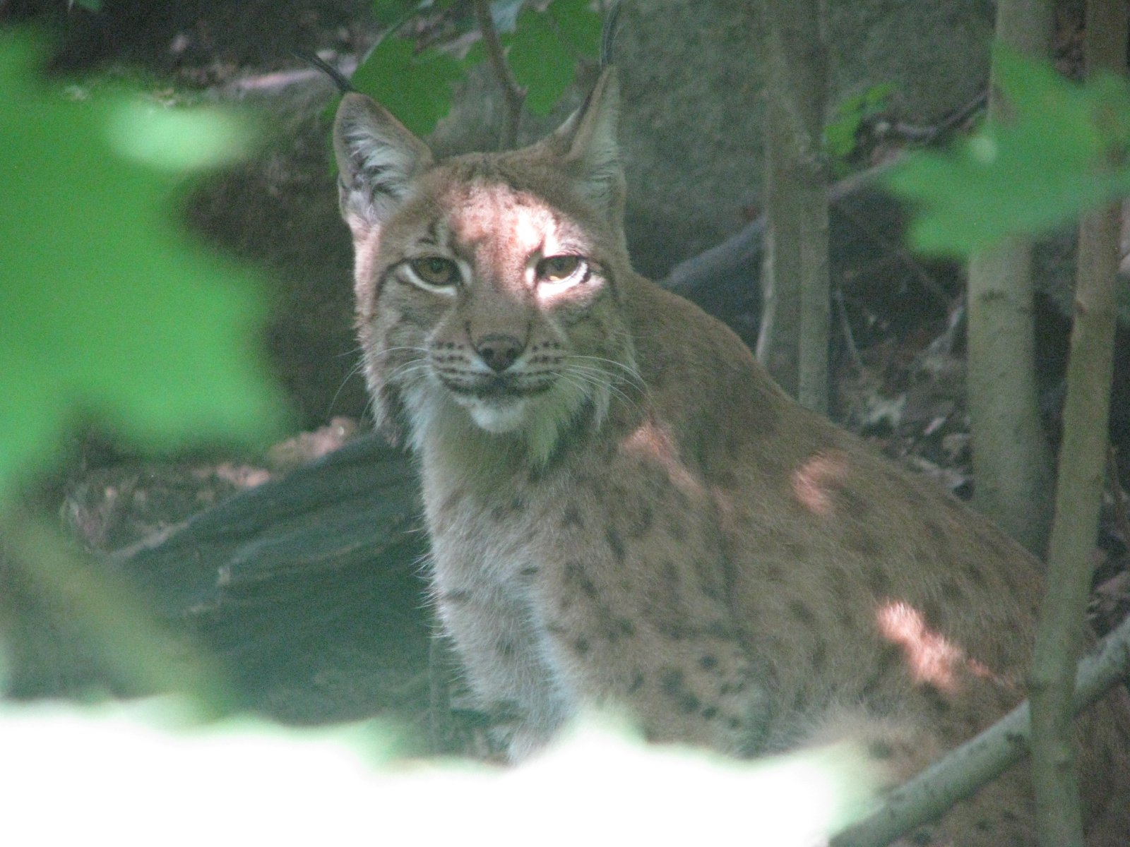 Rys karpatský (Lynx lynx carpathicus)