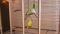 Výroba klece pro menší druhy papoušků