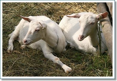Kozy bílé krátkosrsté z farmy Ratibořice