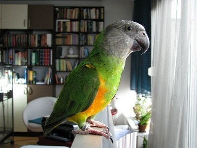 Papoušek senegalský - ručně dokrmené mládě patří k nejvhodnějším druhům do domácnosti