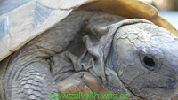 Zimování suchozemských želv I