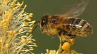 Teplé počasí mate přírodu, probouzejí se včely i klíšťata