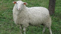 Plemena ovcí chovaná v ČR