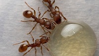 Potrava mravenců