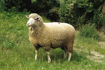 Jemnovlnné plemeno ovce - Žírné merino