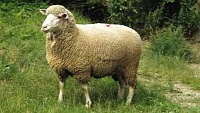 Ustájení a chovná zařízení v chovu ovcí