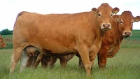 Ekologický chov krav bez tržní produkce mléka