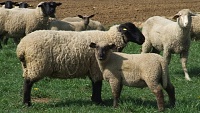 Ekologický chov ovcí