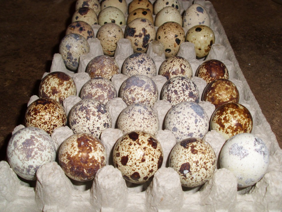 Plato s křepelčími vejci