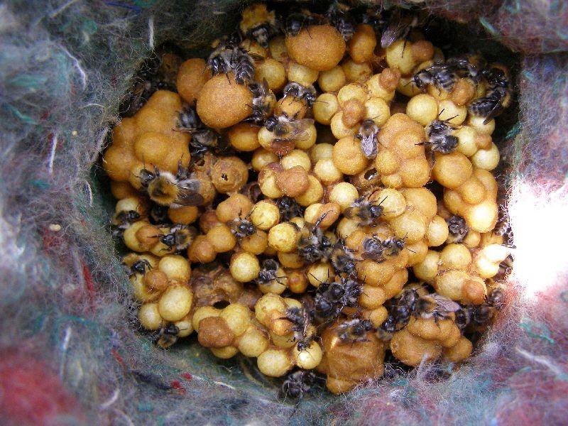 Hnízdo čmeláka rolního ve venkovním úlu
