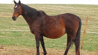 Reprodukce koní