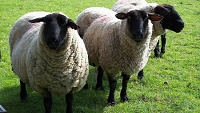 Užitkové vlastnosti ovcí