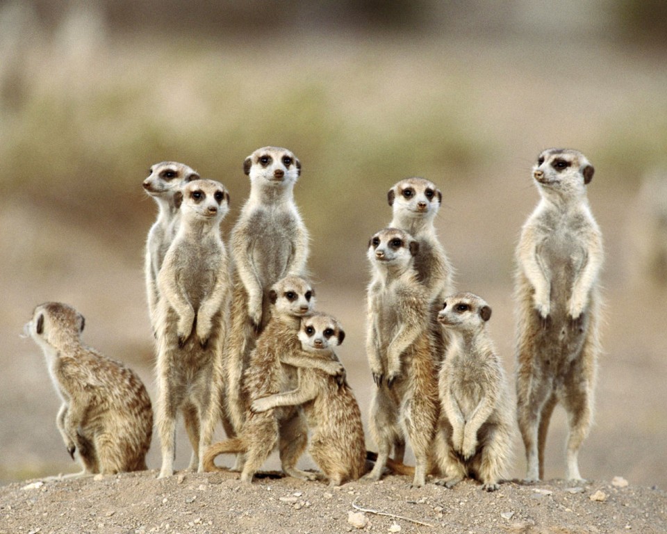 Skupinka surikat