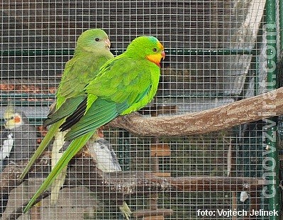 Papoušek nádherný - Chovný pár