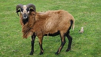 Chov kamerunských ovcí