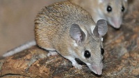 Chov myši bodlinaté
