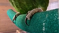 Jak zamezit přerůstání drápků u papoušků