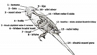 Anatomie a fyziologie papoušků